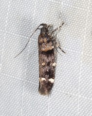 Macrobathra diplochrysa