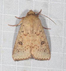 Australothis rubrescens