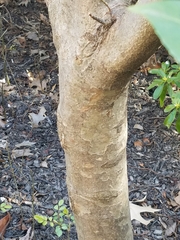 Cornus