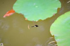 Pseudothemis zonata