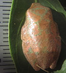 Hyperolius tuberilinguis