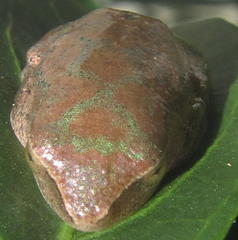 Hyperolius tuberilinguis