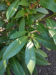 Prunus laurocerasus