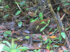 Hypsiprymnodon moschatus