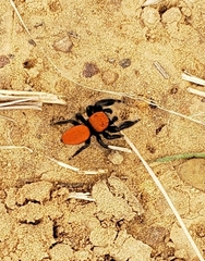 Phidippus cardinalis