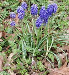 Muscari