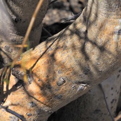 Commiphora gracilifrondosa