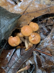 Pholiota microspora