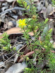 Hibbertia stricta