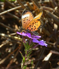 Acraea oncaea