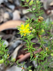 Hibbertia stricta
