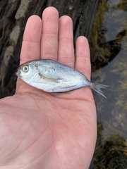 Peprilus triacanthus