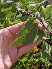 Aldama cordifolia