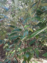 Viburnum