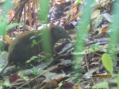 Hypsiprymnodon moschatus