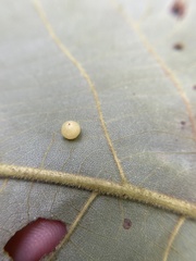 Caryomyia deflexipili