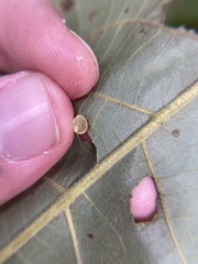 Caryomyia deflexipili