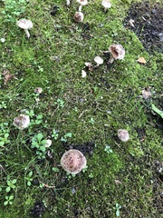 Fungi