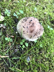 Fungi
