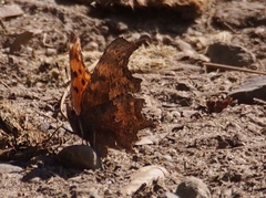 Polygonia oreas oreas