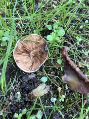 Fungi