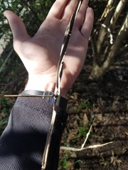 Euonymus alatus