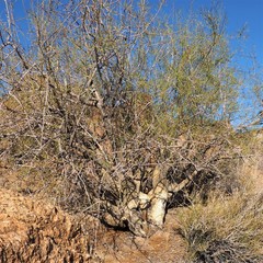 Commiphora gracilifrondosa
