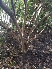 Euonymus alatus