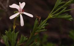 Pelargonium ternatum