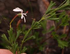 Pelargonium ternatum