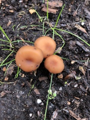 Fungi