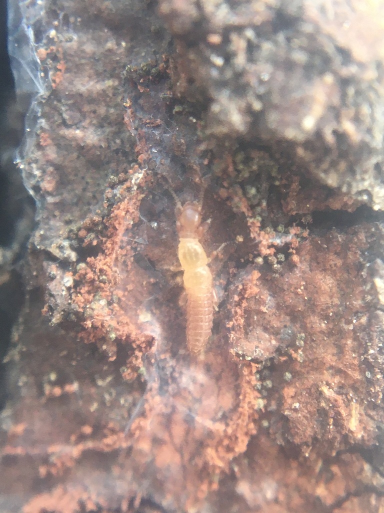 Diradius vandykei