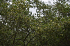 Neopringlea integrifolia