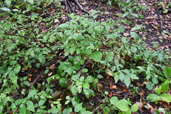 Lonicera chrysantha