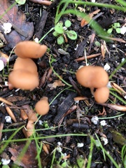 Fungi