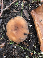 Fungi