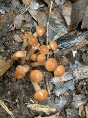 Pholiota microspora