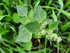 Chenopodium sosnowskyi