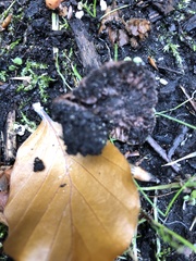 Fungi