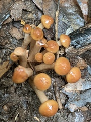 Pholiota microspora