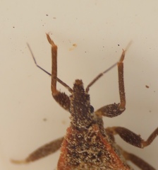 Triatoma