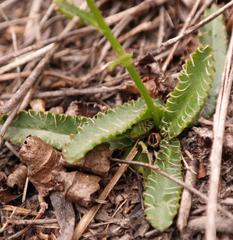 Alepidea capensis capensis