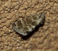 Eublemma glaucochroa