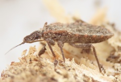 Triatoma