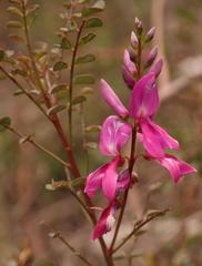 Indigofera langebergensis