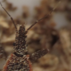 Triatoma