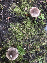 Fungi