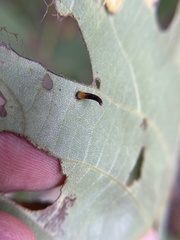 Caryomyia subulata