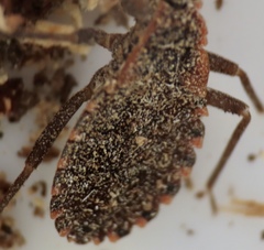 Triatoma