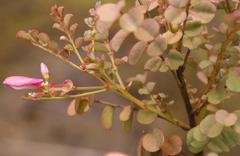 Indigofera langebergensis